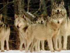 Caccia al lupo? Sparata fuori luogo Caccia al lupo? Sparata fuori luogo