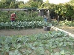 Orti per anziani a San Felice: la consegna doveva essere il 30 giugno… Orti per anziani a San Felice: la consegna doveva essere il 30 giugno…