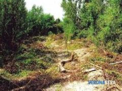 Intervento su Cava Speziala: il bosco è salvo Intervento su Cava Speziala: il bosco è salvo