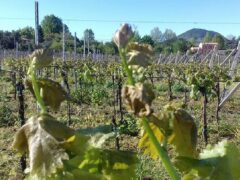 Gianelli PD: Gelata straordinaria ha colto la vite nella sua piena ripresa vegetativa Gianelli PD: Gelata straordinaria ha colto la vite nella sua piena ripresa vegetativa