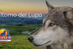 Lupo: convegno dirottato dalla Gran guardia a Villa Quaranta: “Chi campa gridando al lupo al lupo non tollera che ne parli” Lupo: convegno dirottato dalla Gran guardia a Villa Quaranta: “Chi campa gridando al lupo al lupo non tollera che ne parli”