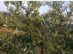 CIRCOSCRIZIONE 2^ “Tecniche di raccolta e conservazione dell’olio” CIRCOSCRIZIONE 2^ “Tecniche di raccolta e conservazione dell’olio”