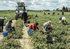 Lavoro: Rotta (Pd), Di Maio smentisce sé stesso sulle agenzie interinali Lavoro: Rotta (Pd), Di Maio smentisce sé stesso sulle agenzie interinali