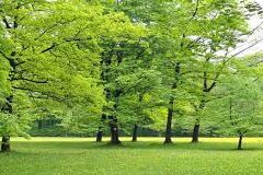 Il Comune ha un debito di 5 mila alberi: investa in misure di risanamento dell’aria Il Comune ha un debito di 5 mila alberi: investa in misure di risanamento dell’aria