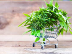 La Paglia, dipendenze: “Cannabis light? I dati smentiscono il Sindaco. Seminate tabacco e raccoglierete cocaina ” La Paglia, dipendenze: “Cannabis light? I dati smentiscono il Sindaco. Seminate tabacco e raccoglierete cocaina ”