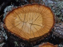 Alberi, nessuna tutela Alberi, nessuna tutela
