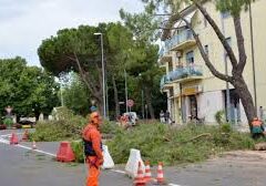 Alberi di via Fra Giocondo: la maggioranza fa dietrofront sul taglio, Amt lo conferma. Un teatrino inguardabile! Alberi di via Fra Giocondo: la maggioranza fa dietrofront sul taglio, Amt lo conferma. Un teatrino inguardabile!