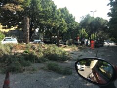 Alberi: nuova “strage” in via Pontida Alberi: nuova “strage” in via Pontida