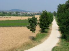 Regolarizzazione ciclabile Bosco Buri lungo l’Adige: ancora nulla di fatto e l’incuria avanza! Regolarizzazione ciclabile Bosco Buri lungo l’Adige: ancora nulla di fatto e l’incuria avanza!