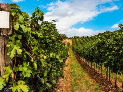 Approvata la mozione sulla Valpolicella patrimonio Unesco. Salemi (PD): “La Giunta garantisca sostegno finanziario già nel prossimo bilancio” Approvata la mozione sulla Valpolicella patrimonio Unesco. Salemi (PD): “La Giunta garantisca sostegno finanziario già nel prossimo bilancio”