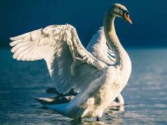 DAL MORO – AGSM: IL CANTO DEL CIGNO DAL MORO – AGSM: IL CANTO DEL CIGNO