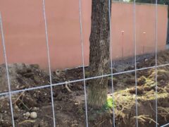 Pini di via Emo: Zanotto promette “modifiche di disegno per salvare gli alberi” Pini di via Emo: Zanotto promette “modifiche di disegno per salvare gli alberi”