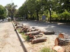 PER UN’ANAGRAFE DEGLI ALBERI A VERONA PER UN’ANAGRAFE DEGLI ALBERI A VERONA