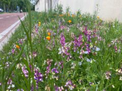 È FIORITO!! 600 METRI QUADRATI DI FIORI PER LA BIODIVERSITÀ È FIORITO!! 600 METRI QUADRATI DI FIORI PER LA BIODIVERSITÀ
