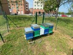 Progetto per la biodiversità a San Michele Progetto per la biodiversità a San Michele