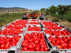 On. Dal Moro – Etichetta latte e pomodoro