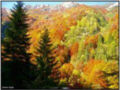 Foresta di Giazza – Salemi: “Servono interventi urgenti per superare l’emergenza e costruire il futuro”