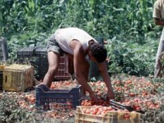 Regolarizzare i braccianti agricoli, far emergere il lavoro nero.